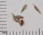 Gray's flatsedge